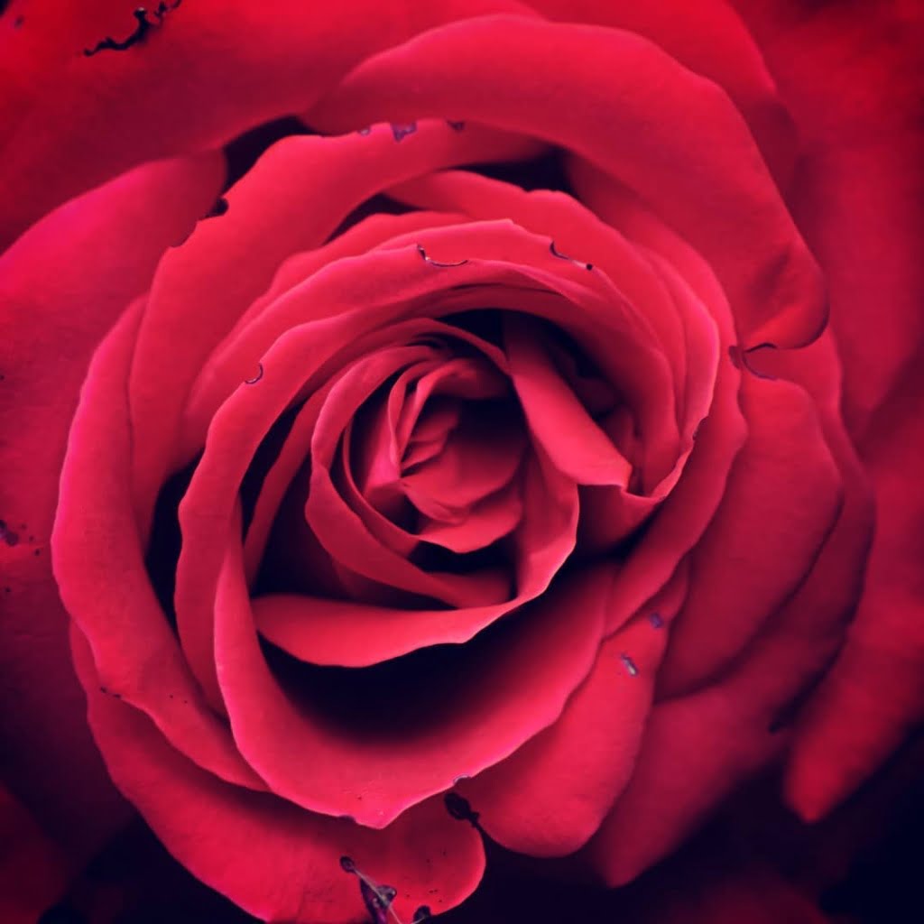 A close-up of a red rose, perfectly centered on the square frame