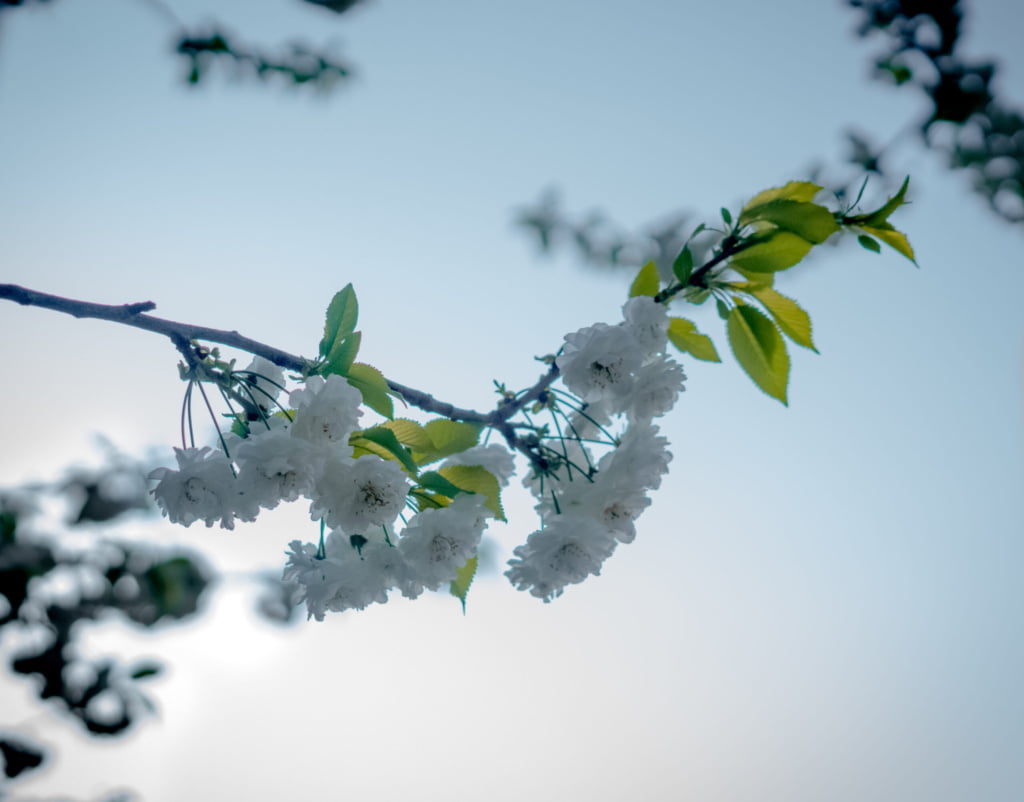 Close-up of white flowers, blooming against a pale blue background