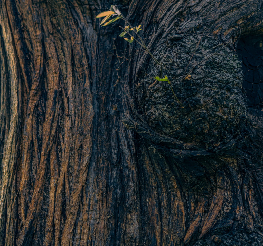 Close-up of a tree, the bark aged and full of veiny ridges, new saplings growing on a burr