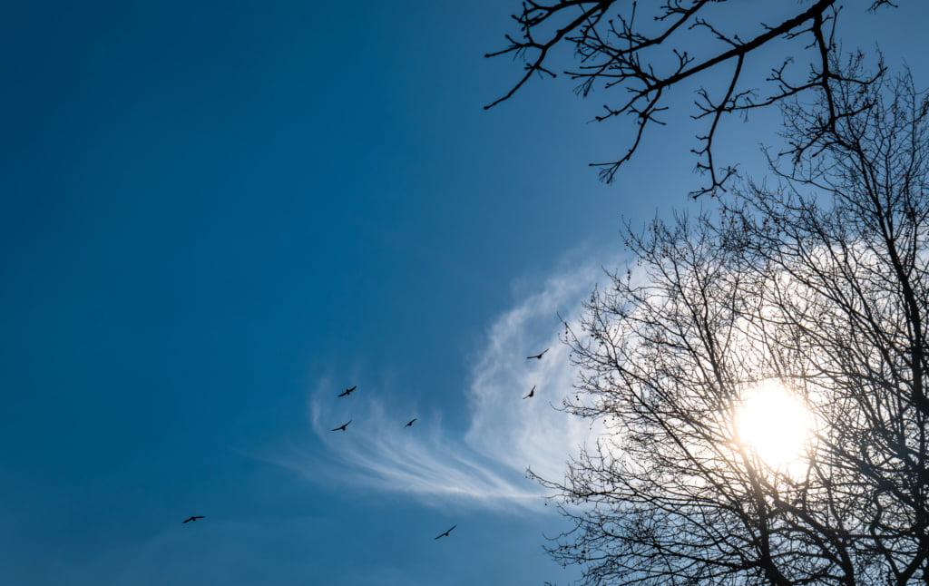 A blue sky, the silhouette of birds and some leafless trees covering clouds, 